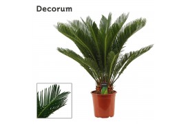 Cycas revoluta Cycas revoluta 21 cm, 17+ veren (Decorum) 17 blad
