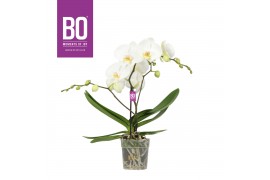 Phalaenopsis wit BO - Big 50 White - 1 tak, 9+ bloem