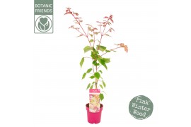 Acer conspicuum red flamingo