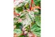 Acer conspicuum red flamingo 