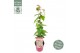 Acer conspicuum red flamingo 