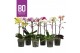 Phalaenopsis multiflora mix BO - Colours Mix - 2 tak, 17+ bloem 