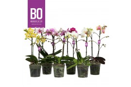 Phalaenopsis multiflora mix BO - Colours Mix - 2 tak, 17+ bloem