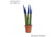 Sansevieria cylindrica velvet touchz® blauw 
