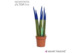 Sansevieria cylindrica velvet touchz® blauw