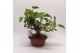 Bonsai Ficus Carica Outdoor 