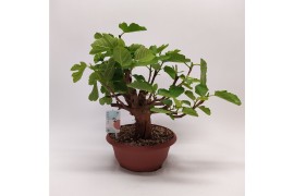 Bonsai Ficus Carica Outdoor