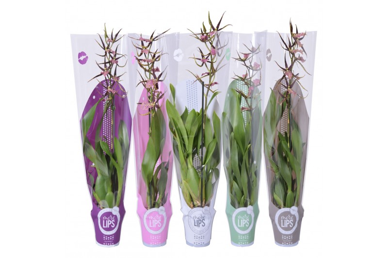Orchidee MoreLIPS® Brassia mix 1 tak met taupe, witte, groene, roze en Orchidee MoreLIPS® Brassia mix 1 tak met taupe, witte, groene, roze en