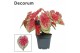 Caladium bicolor Decorum 