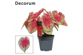 Caladium bicolor Decorum