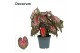 Caladium roze Decorum 