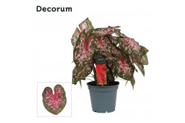 Caladium roze Decorum