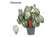 Caladium wit Decorum 