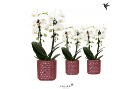 Phalaenopsis elegant cascade Kolibri Orchids Niagara fall white 2 tak 
