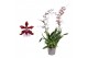 Oncidium cherry baby toef 2 tak 