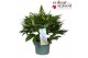 Delphinium (Elatum Grp) Delgenius Glitzy Delphinium Delgenius Glitzy P 