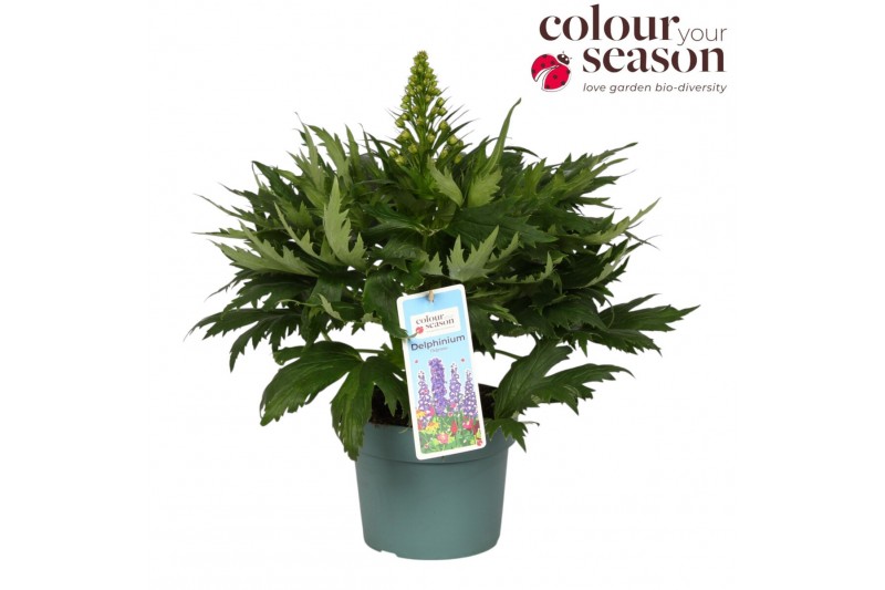 Delphinium (Elatum Grp) Delgenius Glitzy Delphinium Delgenius Glitzy P 