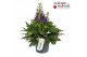 Delphinium (Elatum Grp) Delgenius Glitzy Delphinium Delgenius Glitzy P 