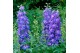 Delphinium (Elatum Grp) Delgenius Glitzy Delphinium Delgenius Glitzy P 