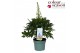 Delphinium (elatum grp) delgenius chantay Delphinium Delgenius Chantay 