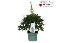 Delphinium (elatum grp) delgenius chantay Delphinium Delgenius Chantay