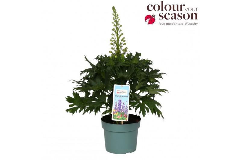 Delphinium (elatum grp) delgenius chantay Delphinium Delgenius Chantay 