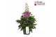 Delphinium (elatum grp) delgenius chantay Delphinium Delgenius Chantay 