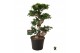 Ficus microcarpa ginseng Ficus micr. S-type 1 pp 