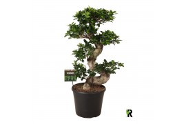 Ficus microcarpa ginseng Ficus micr. S-type 1 pp