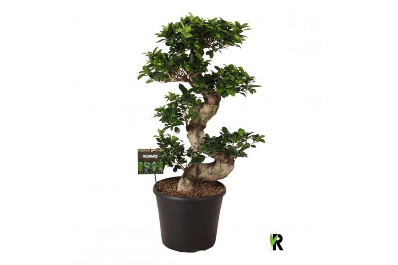 Ficus microcarpa ginseng Ficus micr. S-type 1 pp Ficus microcarpa ginseng Ficus micr. S-type 1 pp