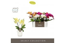 Phalaenopsis mix Tablo - Mix - 2 tak - Molise White Aquo