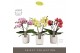Phalaenopsis mix Tablo - Mix - 2 tak - Molise White Aquo 