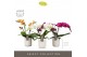Phalaenopsis mix Tablo - Mix - 2 tak - Molise White Aquo 