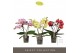 Phalaenopsis mix Tablo - Mix - 2 tak 