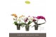 Phalaenopsis mix Tablo - Mix - 2 tak 