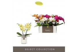 Phalaenopsis mix Tablo - Mix - 2 tak - Lazio White