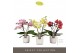 Phalaenopsis mix Tablo - Mix - 2 tak - Lazio White 