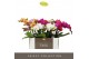 Phalaenopsis mix Tablo - Mix - 2 tak - Lazio White 