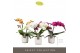 Phalaenopsis mix Tablo - Mix - 2 tak - Lazio White 