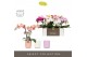 Phalaenopsis mix Tablo - Mix - 2 tak - Molise Mix Aquo 