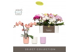 Phalaenopsis mix Tablo - Mix - 2 tak - Molise Mix Aquo