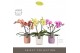 Phalaenopsis mix Tablo - Mix - 2 tak - Molise Mix Aquo 