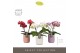 Phalaenopsis mix Tablo - Mix - 2 tak - Molise Mix Aquo 