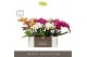 Phalaenopsis mix Tablo - Mix - 2 tak - Molise Mix Aquo 