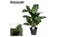 Aglaonema greenlight Decorum 