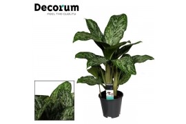 Aglaonema greenlight Decorum