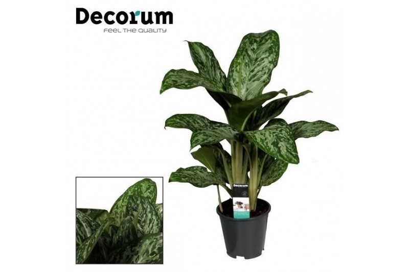 Aglaonema greenlight Decorum 