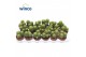 Cactus Trichocereus Huascha ssp. (group) 