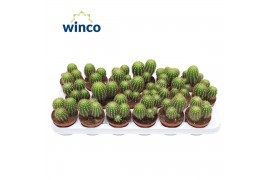 Cactus Trichocereus Huascha ssp. (group)