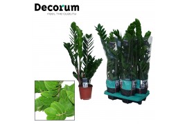 Zamioculcas zamiifolia decorum